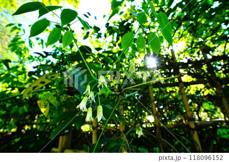 ムベの花 118096152