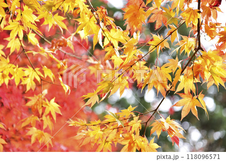 赤と黄色の紅葉① 118096571