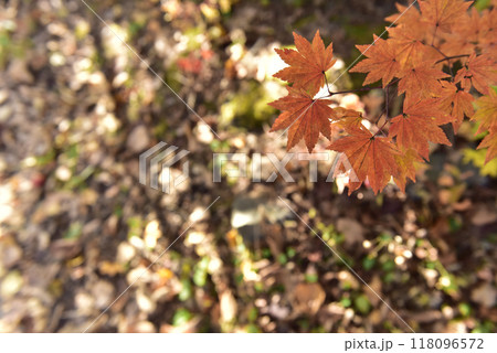 落ち着いた色の紅葉① 118096572