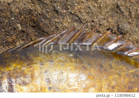 アイゴ　鰭　棘　毒　魚　 118096612