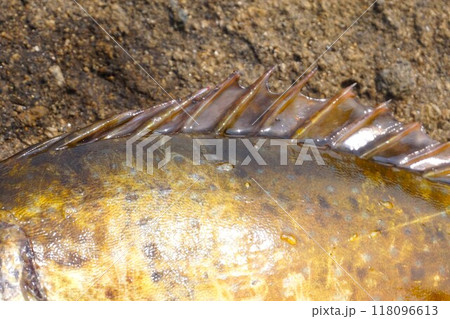 アイゴ　鰭　棘　毒　魚　 118096613