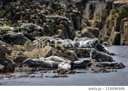 Colony With Group Of Atlantic Grey Seals (Halichoerus Grypus) On The Isle Of May In The Firth Of Forth Near Anstruther In Scotland 118096986