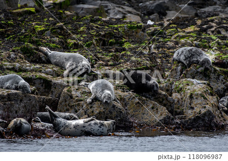 Colony With Group Of Atlantic Grey Seals (Halichoerus Grypus) On The Isle Of May In The Firth Of Forth Near Anstruther In Scotland 118096987