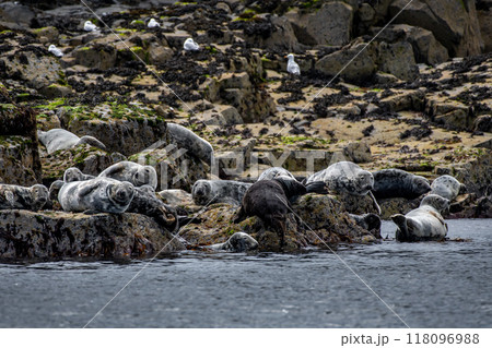 Colony With Group Of Atlantic Grey Seals (Halichoerus Grypus) On The Isle Of May In The Firth Of Forth Near Anstruther In Scotland 118096988