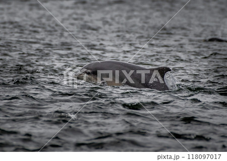 Bottlenose Dolphin (Delphinus Truncatus) In The Moray Firth At Chanonry Point Near Inverness In Scotland 118097017