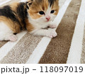 見つめる子猫 118097019