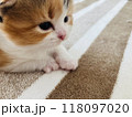見つめる子猫 118097020