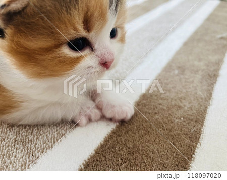 見つめる子猫 見つめる子猫 118097020