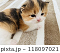 見つめる子猫 118097021