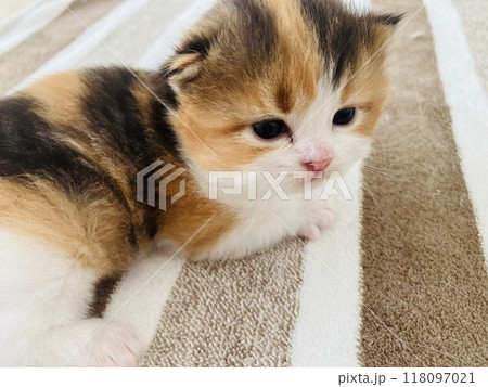 見つめる子猫 118097021
