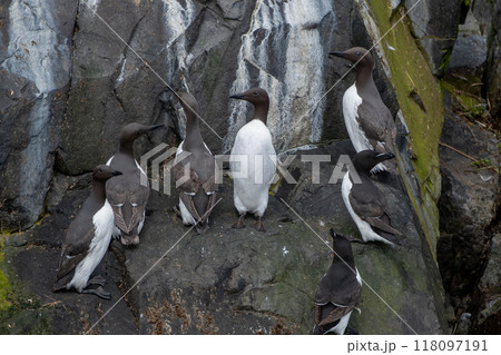 Breeding Seabirds Common Guillemots (Uria Aalge) On Steep Cliffs At The Atlantic Coast Of Island Craigleith In Scotland, UK 118097191