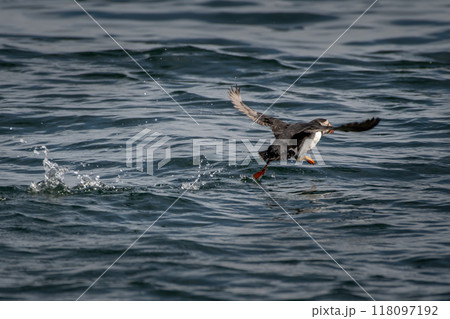 Starting Atlantic Puffin (Fratercula arctica) On Island Craigleith In The Firth Of Forth Near North Berwick In Scotland 118097192