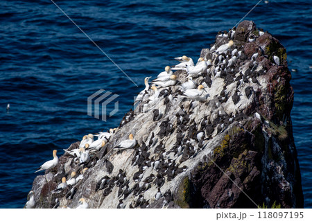 Breeding Seabirds Northern Gannets (Morus Bassanus), Common Guillemots (Uria Aalge) and Razorbills (Alca Torda) At The Atlantic Coast Of St. Abbs Head In Scotland, UK Breeding Seabirds Northern Gannets (Morus Bassanus), Common Guillemots (Uria Aalge) and Razorbills (Alca Torda) At The Atlantic Coast Of St. Abbs Head In Scotland, UK 118097195