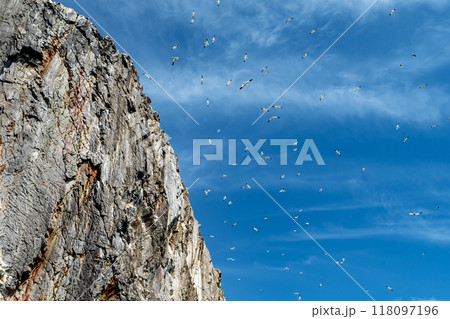 Colony Of Nesting Seabirds Northern Gannets (Morus Bassanus) On Bass Rock Island In The Atlantic Ocean Of Firth of Forth At North Berwick Near Edinburgh In Scotland 118097196