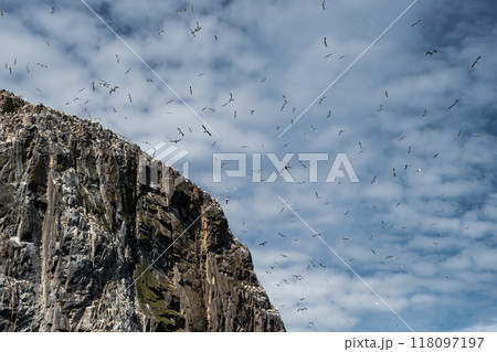 Colony Of Nesting Seabirds Northern Gannets (Morus Bassanus) On Bass Rock Island In The Atlantic Ocean Of Firth of Forth At North Berwick Near Edinburgh In Scotland Colony Of Nesting Seabirds Northern Gannets (Morus Bassanus) On Bass Rock Island In The Atlantic Ocean Of Firth of Forth At North Berwick Near Edinburgh In Scotland 118097197