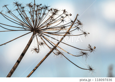 Macro photo of dry ground elder flower on a winter day Macro photo of dry ground elder flower on a winter day 118097836