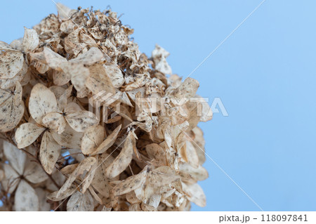 Dry flowers over blue natural background, macro photo 118097841