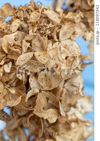 Dry flowers, natural background, vertical macro photo of Hydrangea 118097842