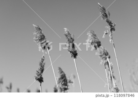 Dry spikes of common reed are under the sky on a winter day Dry spikes of common reed are under the sky on a winter day 118097846