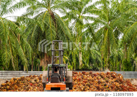 worker operates a forklift to unload harvested palm oil fruit 118097893