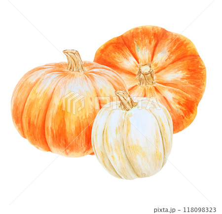 Orange and white pumpkins. Realistic botanical painting. Rustic style. Hand drawn watercolor isolated illustration with fall vegetables for poster, card, prints, packing. Botanical colorful clipart. Orange and white pumpkins. Realistic botanical painting. Rustic style. Hand drawn watercolor isolated illustration with fall vegetables for poster, card, prints, packing. Botanical colorful clipart. 118098323