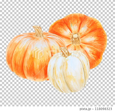 Orange and white pumpkins. Realistic botanical painting. Rustic style. Hand drawn watercolor isolated illustration with fall vegetables for poster, card, prints, packing. Botanical colorful clipart. Orange and white pumpkins. Realistic botanical painting. Rustic style. Hand drawn watercolor isolated illustration with fall vegetables for poster, card, prints, packing. Botanical colorful clipart. 118098323