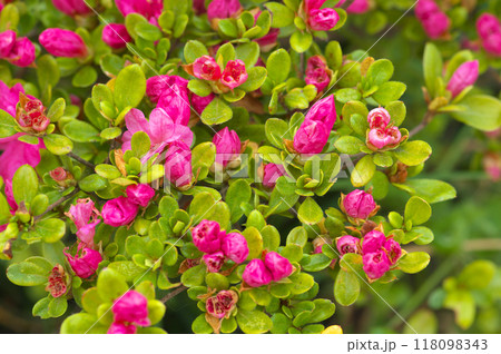 開花を待つツツジ 開花を待つツツジ 118098343