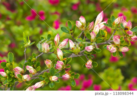 開花を待つツツジ 118098344