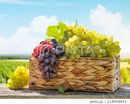 A basket filled with various types of grapes in front of a sunny vineyard A basket filled with various types of grapes in front of a sunny vineyard 118098641