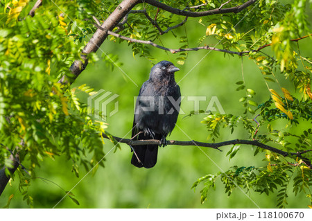 Western jackdaw. A bird on a branch. Blurred background.  118100670