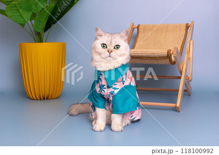 Calm white cat in blue hawaiian shirt, sitting near a straw lounger 118100992