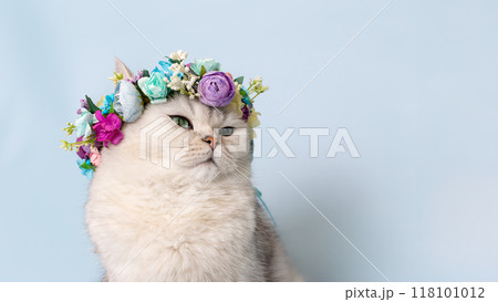 White cat in flower wreath on head, on light-blue background, looking away 118101012