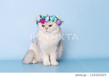 Funny white cat in flower wreath on head, sitting on blue background, looking away Funny white cat in flower wreath on head, sitting on blue background, looking away 118101025