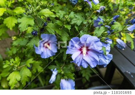 Beautiful hibiscus bush with blue flowers in the garden Beautiful hibiscus bush with blue flowers in the garden 118101693