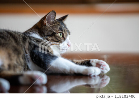 見つめる猫 見つめる猫 118102400
