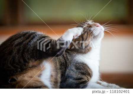 頭をかくポーズ 猫 頭をかくポーズ 猫 118102401