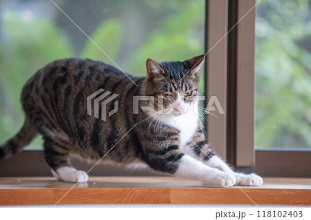窓辺で背伸びする猫 118102403