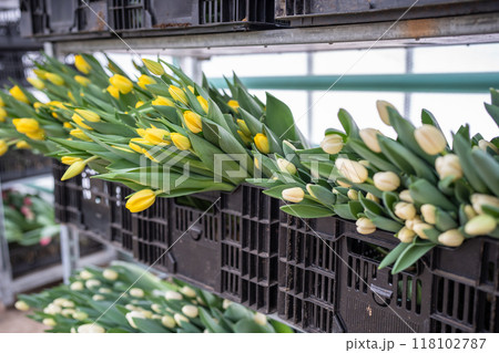 Cut tulips stacked in plastic boxes on racks in greenhouse, ready for wholesale. Floral business Cut tulips stacked in plastic boxes on racks in greenhouse, ready for wholesale. Floral business 118102787