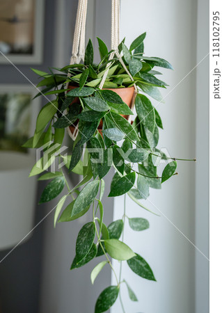 Plant Hoya gracilis in terracotta pot hanging from cotton macrame next to the window at home Plant Hoya gracilis in terracotta pot hanging from cotton macrame next to the window at home 118102795