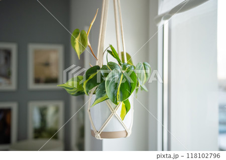 Plant Philodendron Brasil in ceramic pot hanging from cotton macrame next to the window at home Plant Philodendron Brasil in ceramic pot hanging from cotton macrame next to the window at home 118102796