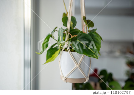 Plant Philodendron Hederaceum Brasil in ceramic pot hanging from cotton macrame at home. Plant Philodendron Hederaceum Brasil in ceramic pot hanging from cotton macrame at home. 118102797