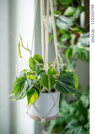 Plant Philodendron Brasil in ceramic pot hanging from cotton macrame next to the window at home 118102799
