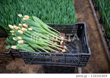 Tulip flowers in box in industry greenhouse, pulled out of soil, ready for cutting. Floral business. 118102804
