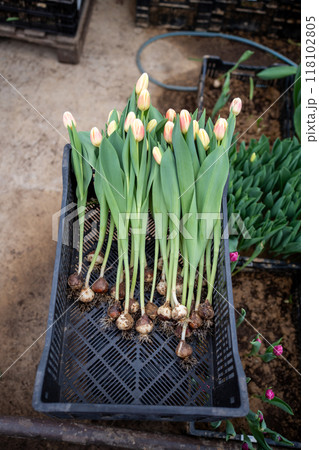 Tulip flowers in box in industry greenhouse, pulled out of soil, ready for cutting. Floral business. 118102805