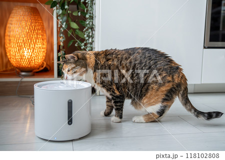 Cat drinking from automatic water dispenser. Smart pet drinker with mobile app connection. Cat drinking from automatic water dispenser. Smart pet drinker with mobile app connection. 118102808