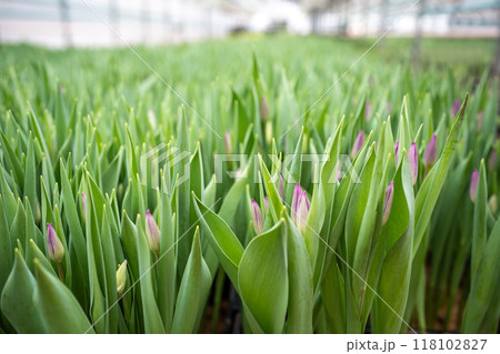 Plantation of tulips cultivation in greenhouse. Seedling of spring bulbous flowers in glasshouse 118102827