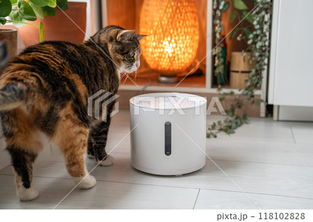 Cat looks with interest at automatic water fountain. Modern smart drinker for pets 118102828