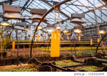 Fungus gnats stuck on yellow sticky trap in greenhouse. Eco plant pest control in glasshouse Fungus gnats stuck on yellow sticky trap in greenhouse. Eco plant pest control in glasshouse 118102834
