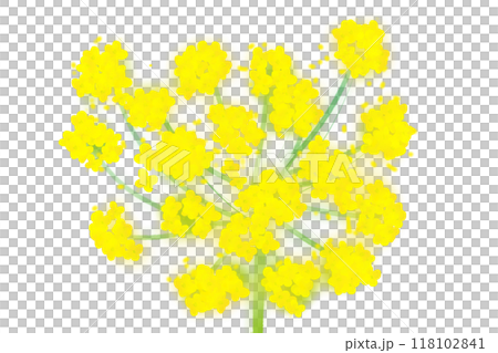 茴香（ウイキョウ）・フェンネルの花のカード5 118102841