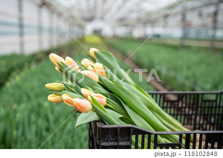 Tulip flowers in box in industry greenhouse, pulled out of soil, ready for cutting. Floral business. 118102848